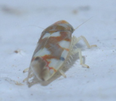 Erythroneura elegans