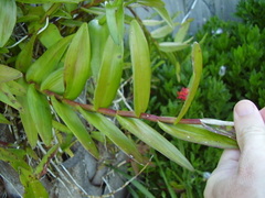 Epidendrum ibaguense