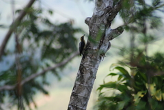 Melanerpes chrysauchen