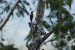 Melanerpes chrysauchen