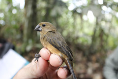 Sporophila crassirostris