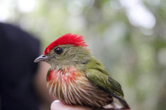 Machaeropterus striolatus
