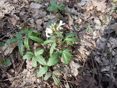 Cardamine angustata