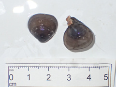 Hemithiris psittacea