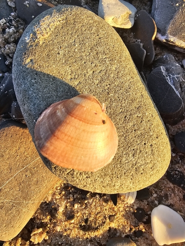 Glycymeris nummaria