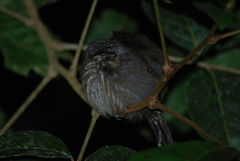 Thamnophilus bridgesi