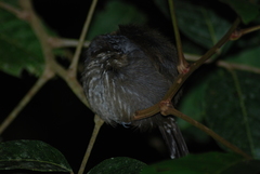 Thamnophilus bridgesi