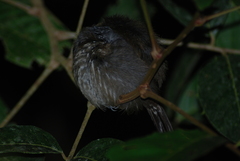 Thamnophilus bridgesi