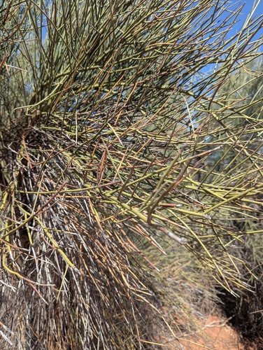 Crucifixion thorn (Canotia holacantha)