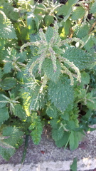Urtica membranacea