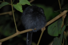 Thamnophilus bridgesi