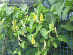 Aristolochia inflata