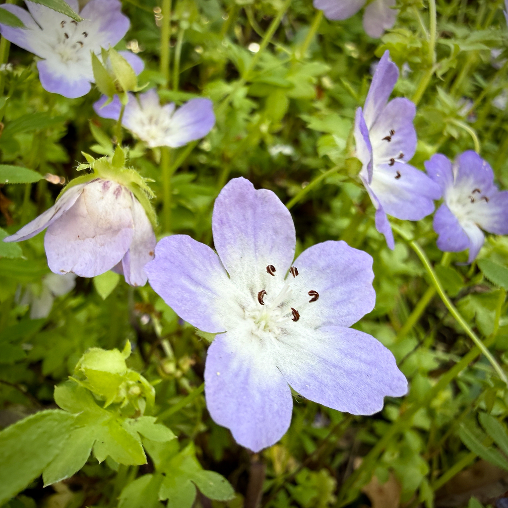 Largeflower baby blue eyes (Nemophila phacelioides)