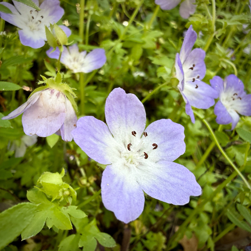 Largeflower baby blue eyes (Nemophila phacelioides)