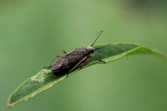 Irbisia californica