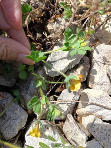 Lotus edulis, photograph 4