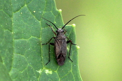 Irbisia californica