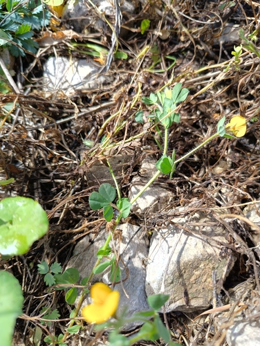 Lotus edulis, photograph 5