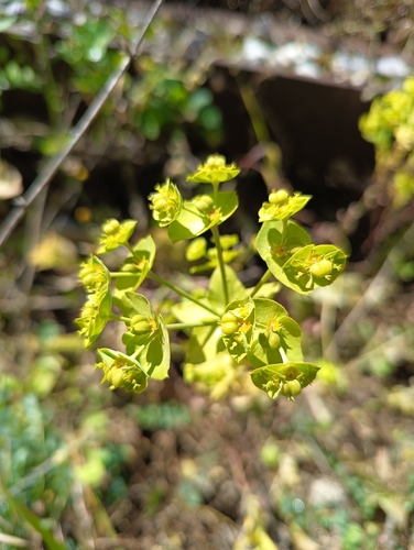 carnation spurge