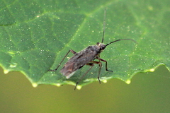 Irbisia californica