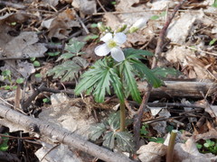 Cardamine concatenata