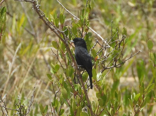 White-winged Black Tyrant (Knipolegus aterrimus), photo 2