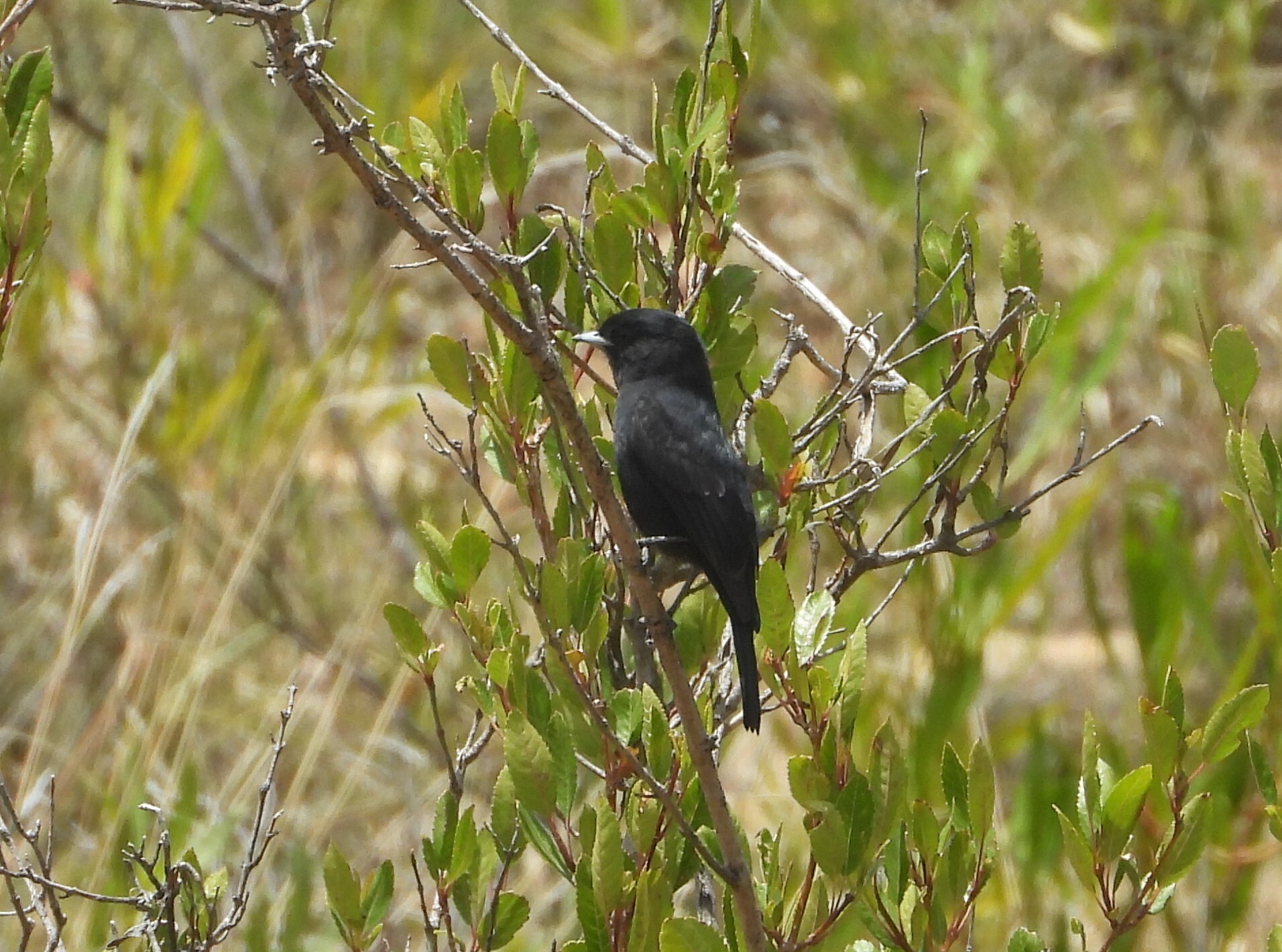 White-winged Black Tyrant (Knipolegus aterrimus), photo 2