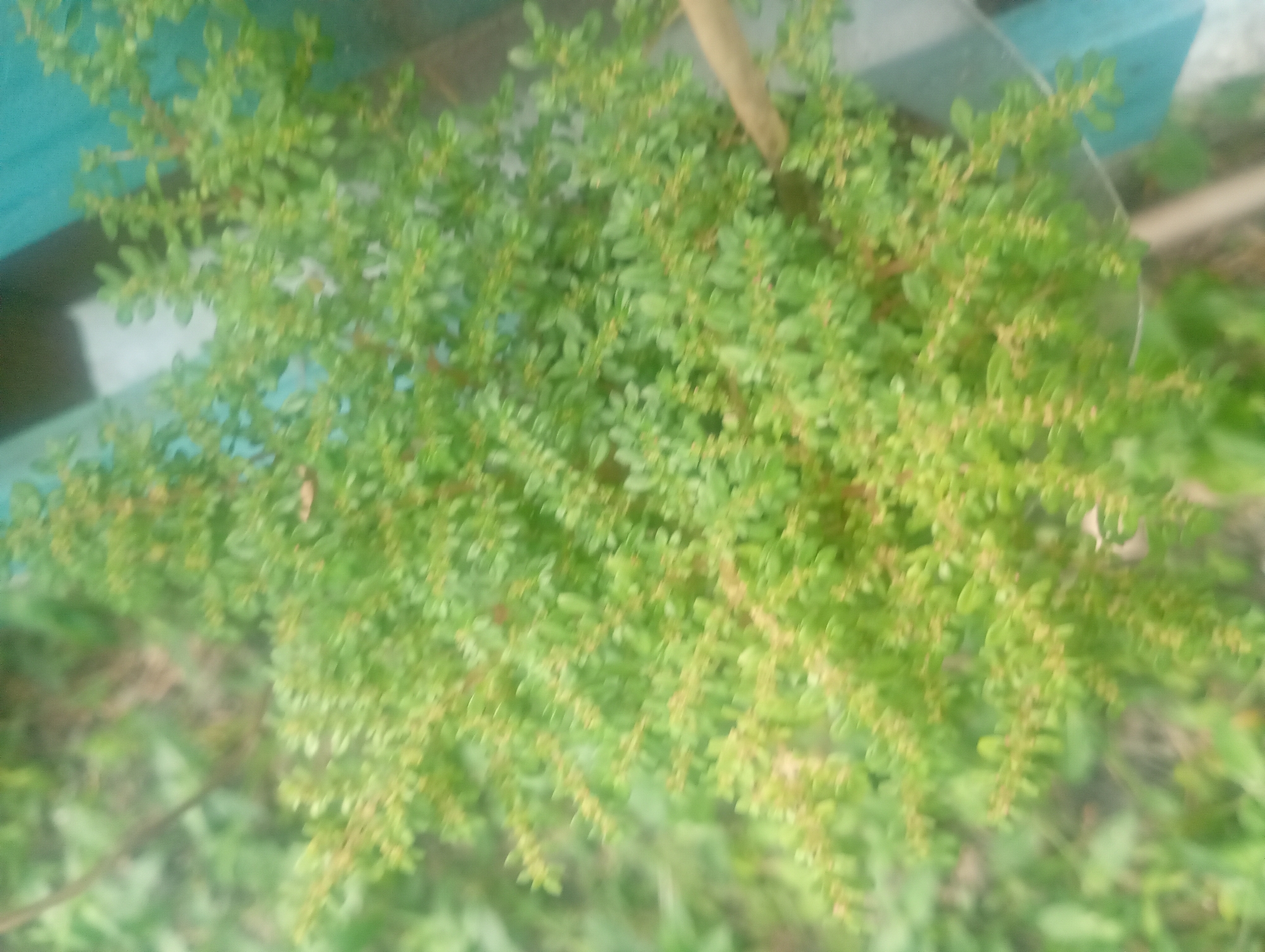 Pilea microphylla