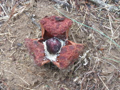 Prosopanche americana