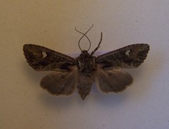 Ichneutica insignis