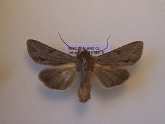Ichneutica ustistriga