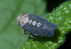 Excultanus excultus