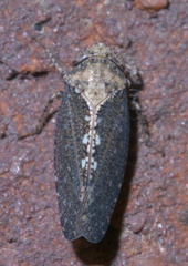 Excultanus excultus