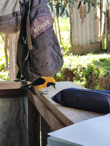 Yellow-backed Oriole (Icterus chrysater), photo 8