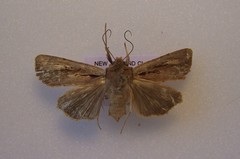 Ichneutica atristriga