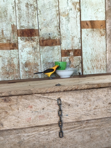 Yellow-backed Oriole (Icterus chrysater), photo 9