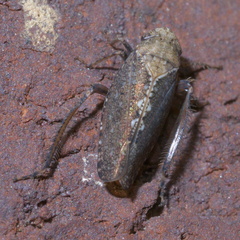 Excultanus excultus