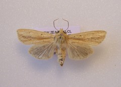 Ichneutica semivittata