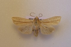 Ichneutica semivittata