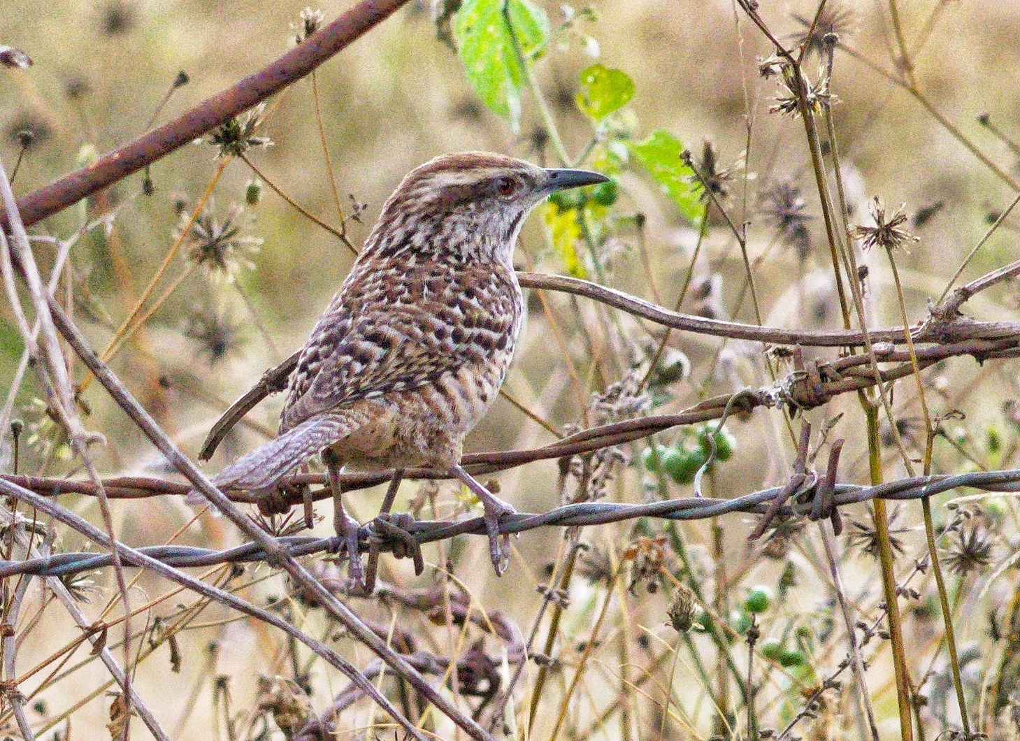 Spotted Wren (Campylorhynchus gularis), photo 7