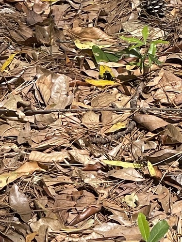 Unknown species found near Tyler County, TX, USA