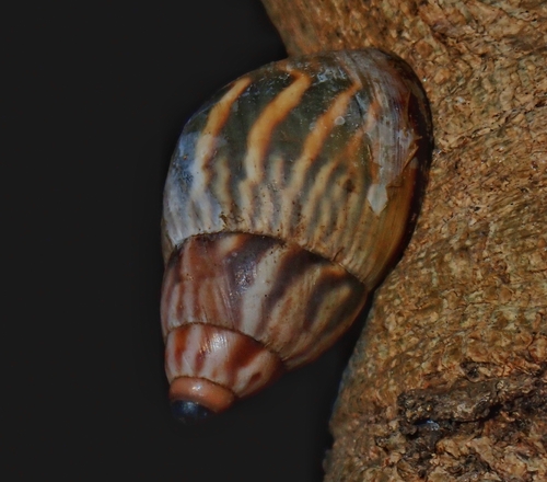 Orthalicus sphinx