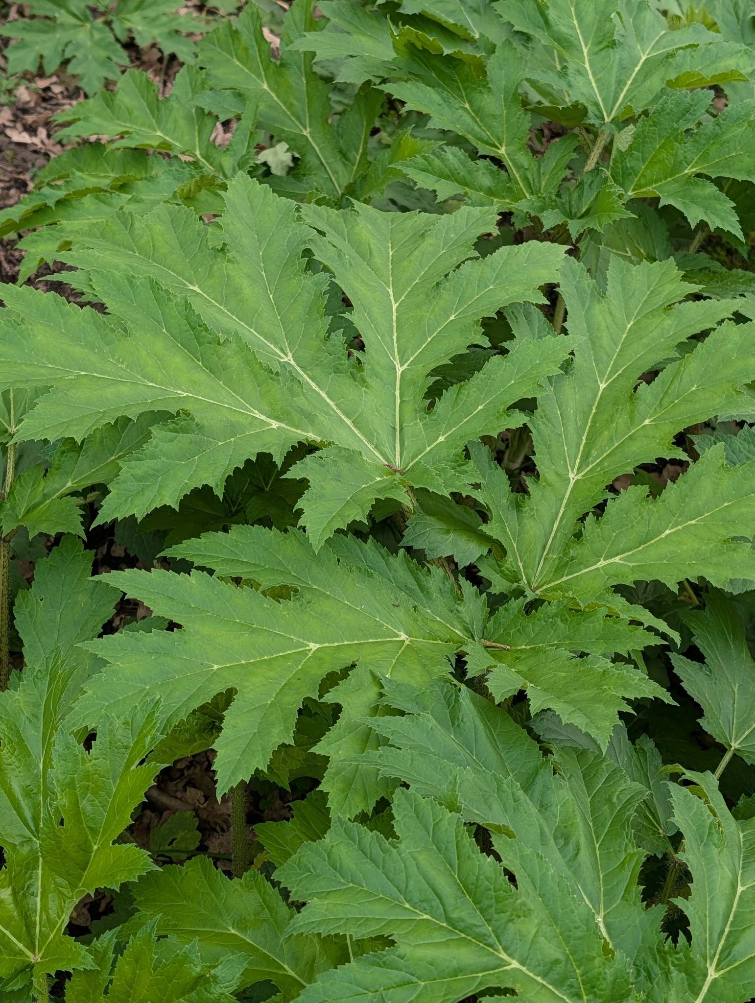 Imagem de Heracleum mantegazzianum