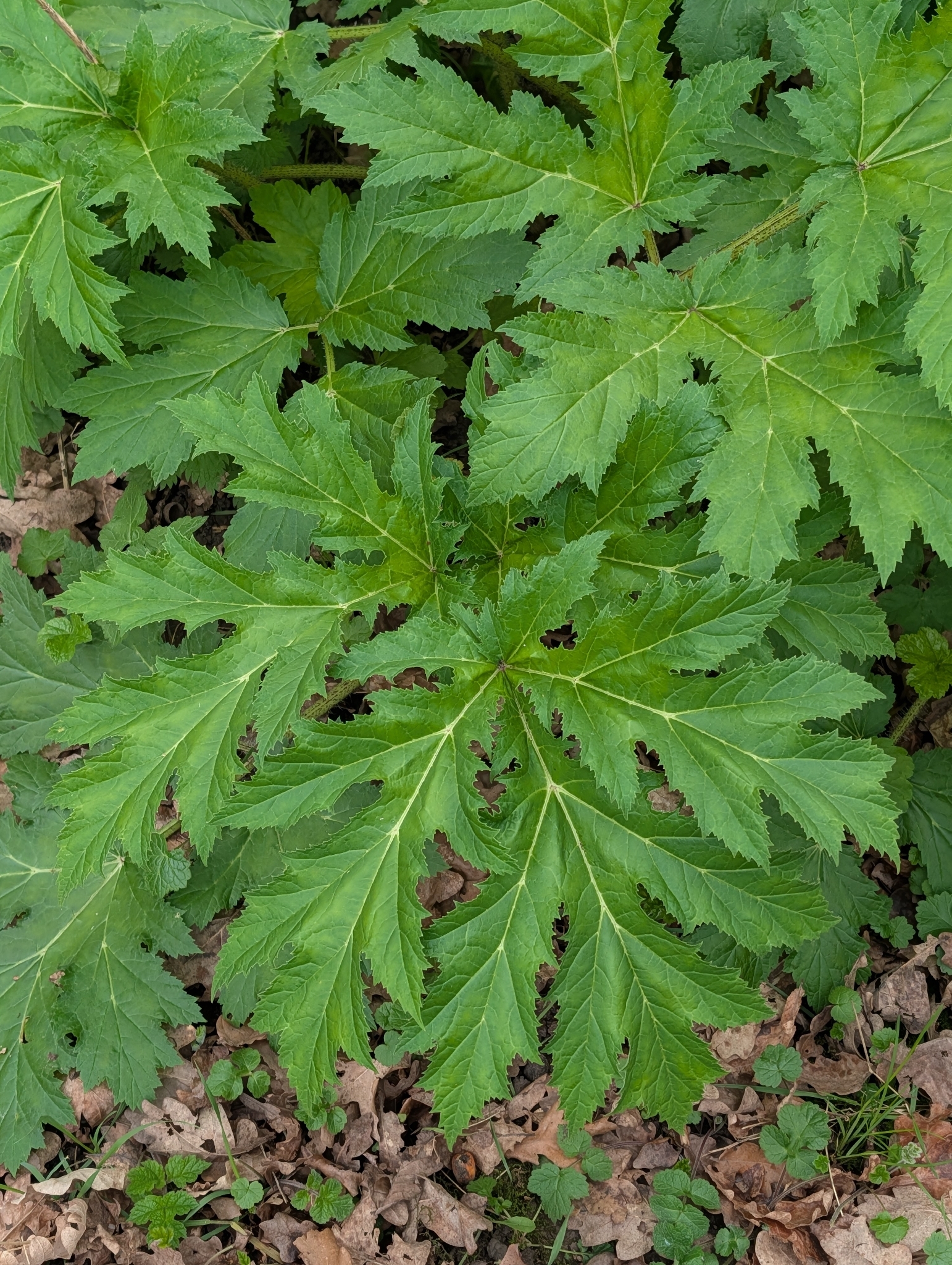 Imagem de Heracleum mantegazzianum
