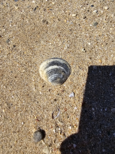 Venus verrucosa