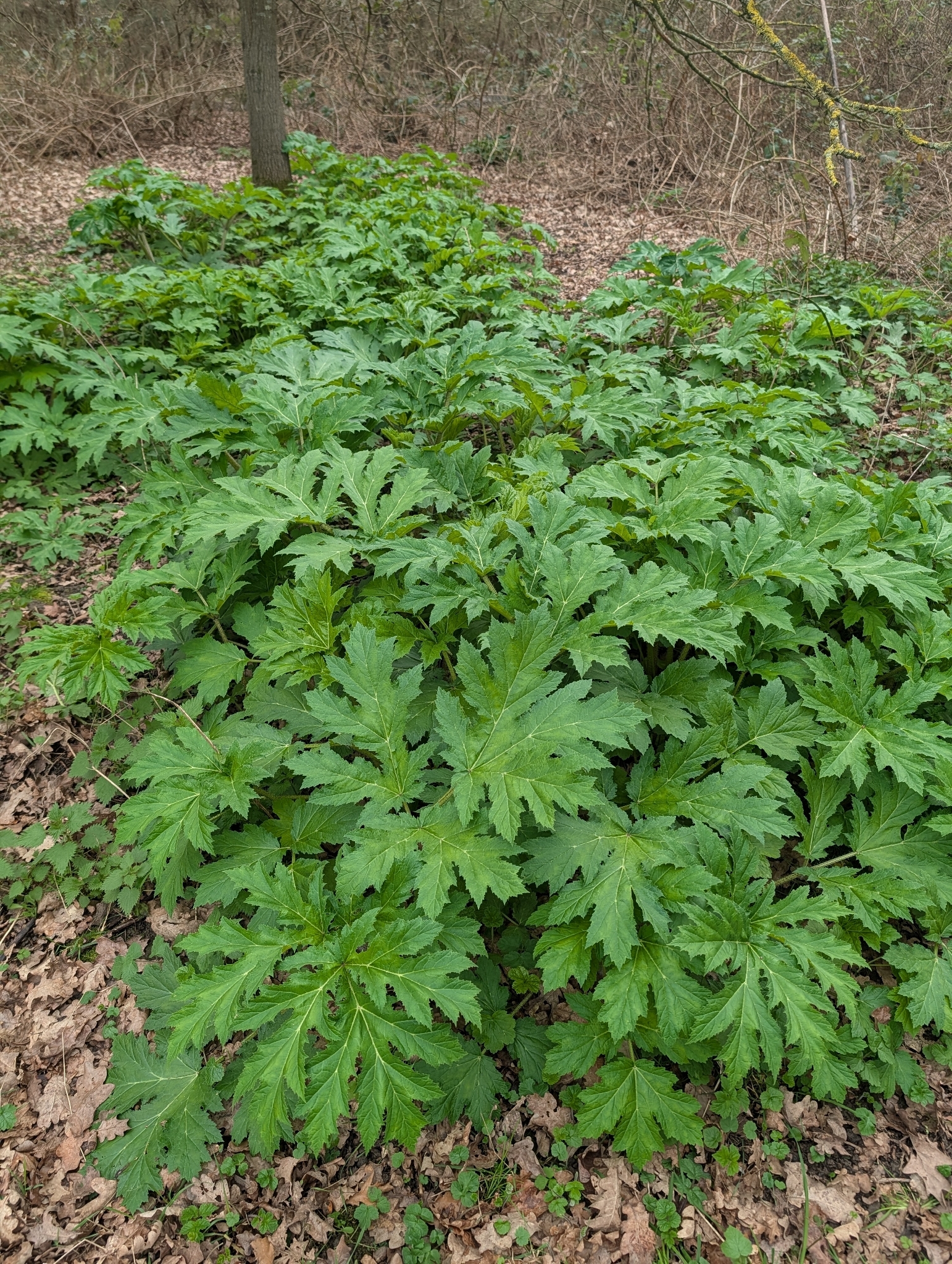 Imagem de Heracleum mantegazzianum