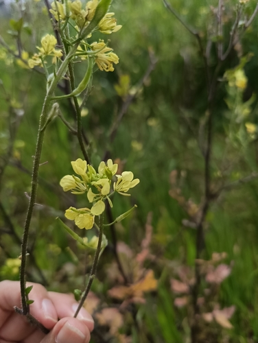 White Mustard