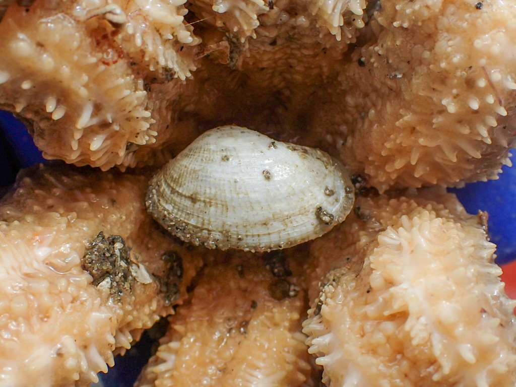 Sandy lyonsia