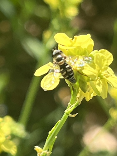 Unknown species found near Descanso Dr, La Cañada Flintridge, CA, US