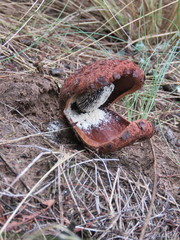 Prosopanche americana